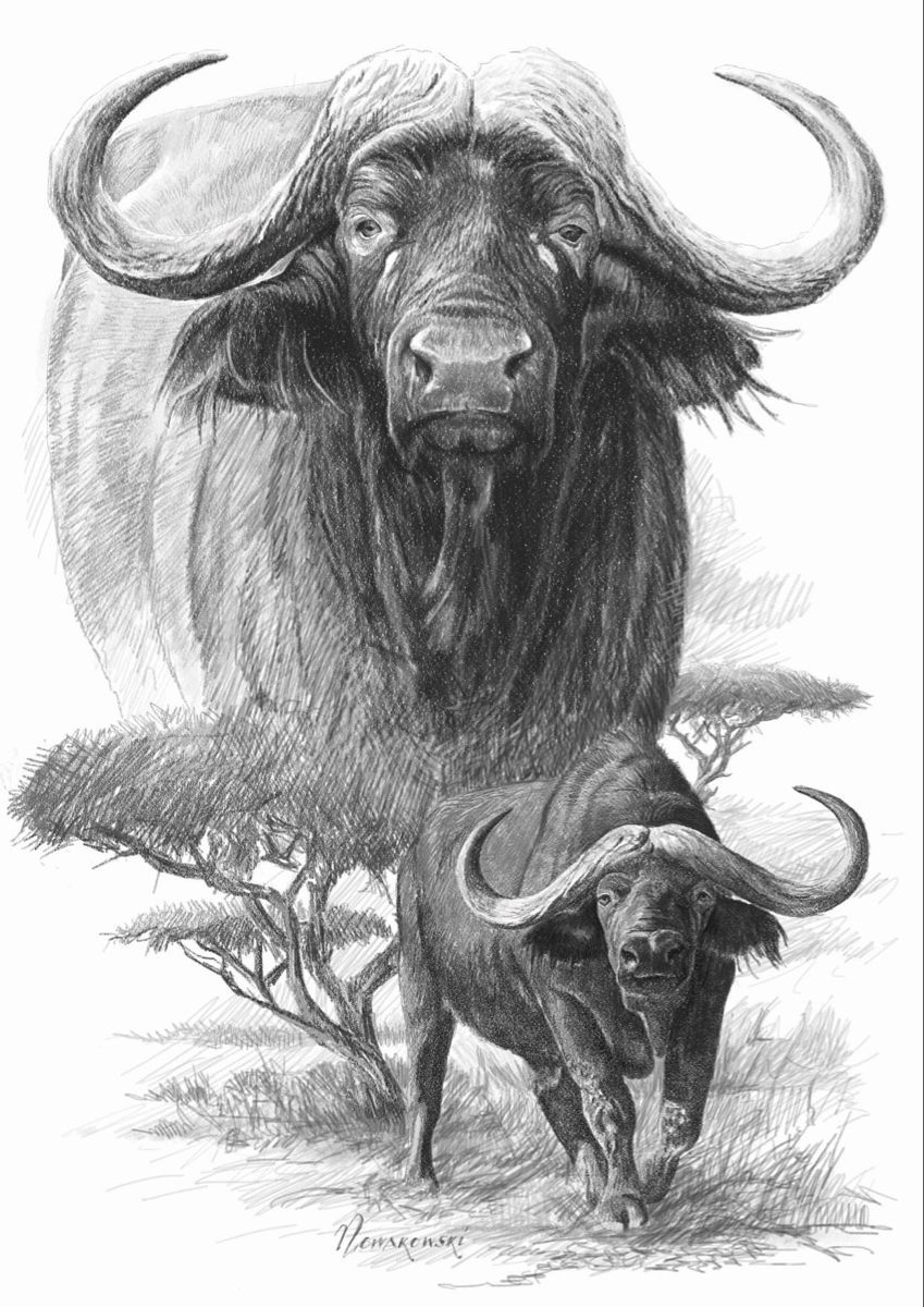 Bubalus